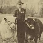 Wayne Caldwell Neely Collection of Shorthorn Cattle Catalogs